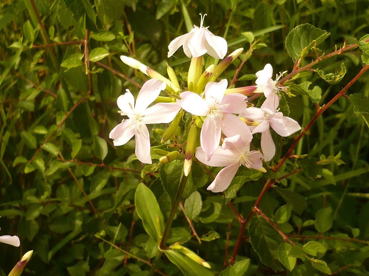 Saponaria officinalis (Caryophyllaceae)